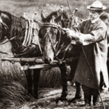 Then-Vice President Coolidge adjusting the gag swivel for one of his horses during work at the Notch, 1920.