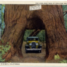 Coolidge Tree in Coolidge Redwood Park - Height 305 feet, circumference 58 feet. published by Edward A. Hess, Stockton 1931