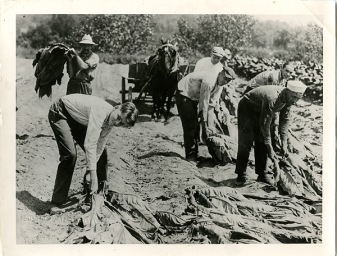 Cal Jr picking tobacco 1923