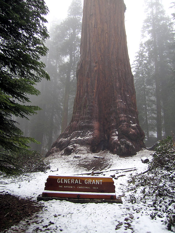 The &quot;Nation's Christmas Tree&quot; in the middle of summer. The snow on the ground reminds us how aptly named it was by President Coolidge. It is here, in the beauty of America's sequoias that the Christmas Tree finds its most distinctive representation. 