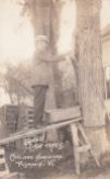 Col Coolidge surveying injured maple 8-2-1923